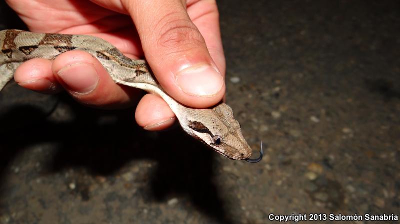 Mexican Boa Constrictor (Boa constrictor imperator)