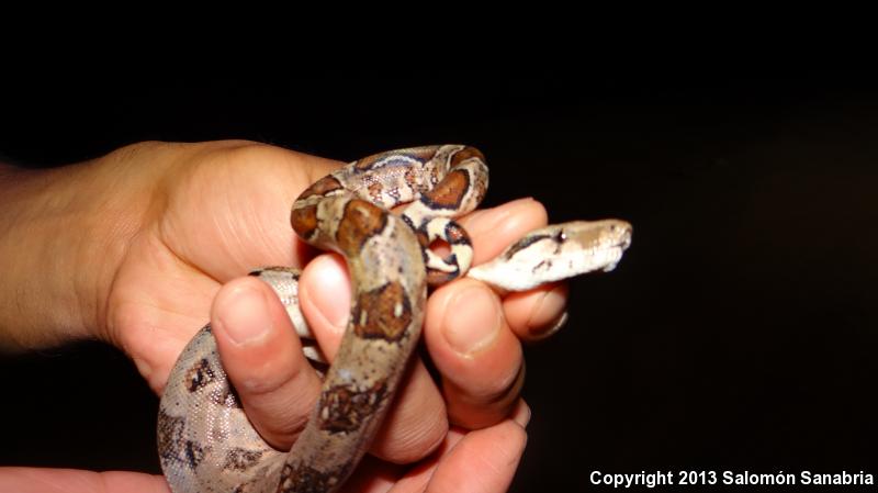 Mexican Boa Constrictor (Boa constrictor imperator)