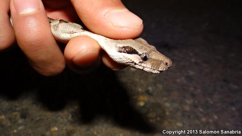 Mexican Boa Constrictor (Boa constrictor imperator)