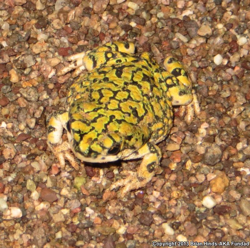 Sonoran Green Toad (Anaxyrus retiformis)