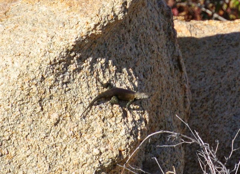 Hunsaker's Spiny Lizard (Sceloporus hunsakeri)