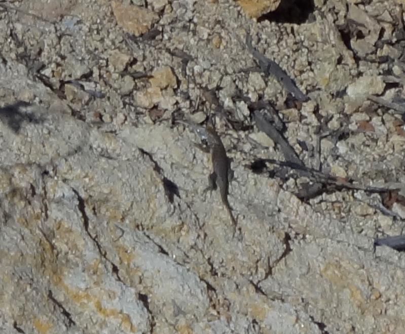 Hunsaker's Spiny Lizard (Sceloporus hunsakeri)