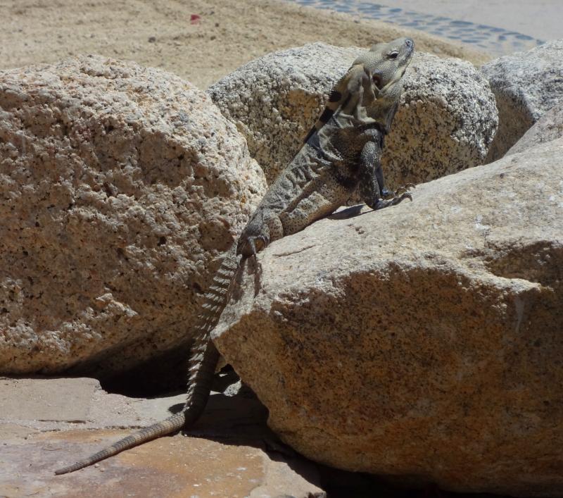 Cape Spiny-tailed Iguana (Ctenosaura hemilopha)