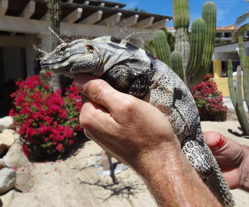 Cape Spiny-tailed Iguana (Ctenosaura hemilopha)