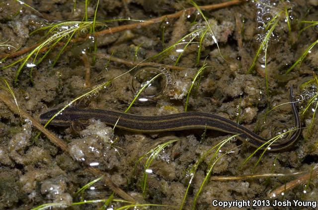 Everglades Dwarf Siren (Pseudobranchus axanthus belli)