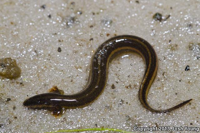 Everglades Dwarf Siren (Pseudobranchus axanthus belli)