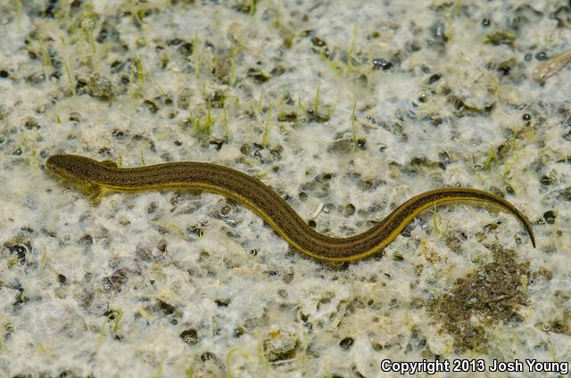 Everglades Dwarf Siren (Pseudobranchus axanthus belli)