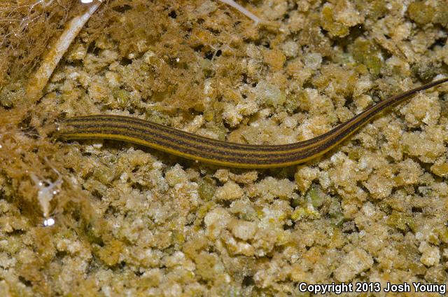 Everglades Dwarf Siren (Pseudobranchus axanthus belli)