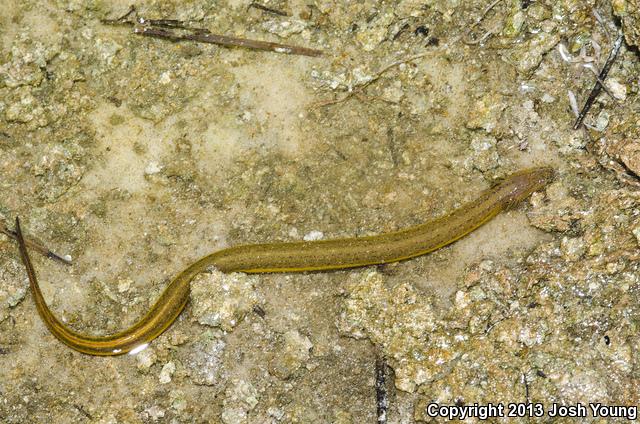 Everglades Dwarf Siren (Pseudobranchus axanthus belli)