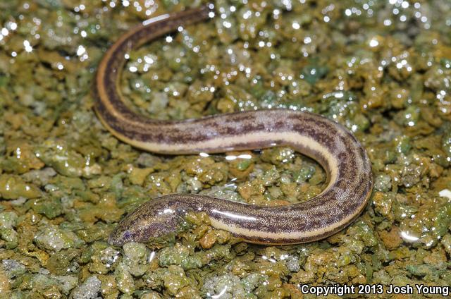 Everglades Dwarf Siren (Pseudobranchus axanthus belli)