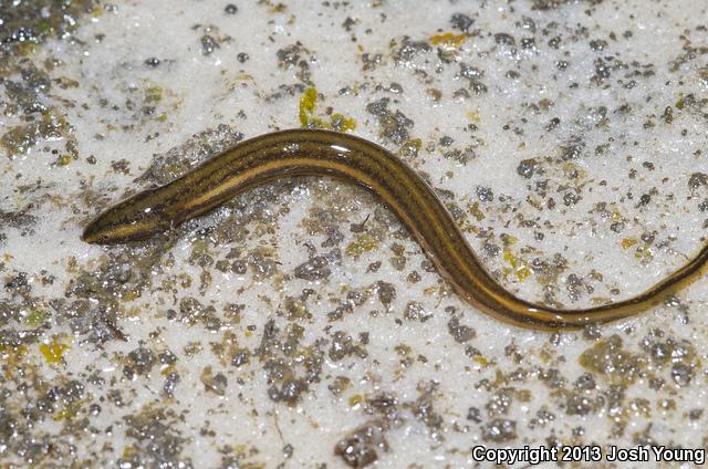 Everglades Dwarf Siren (Pseudobranchus axanthus belli)