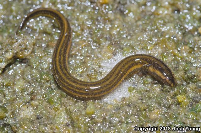 Everglades Dwarf Siren (Pseudobranchus axanthus belli)