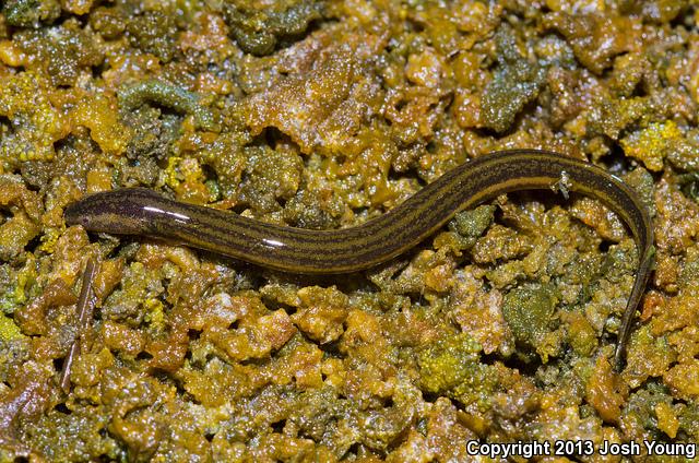 Everglades Dwarf Siren (Pseudobranchus axanthus belli)