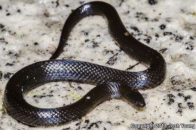 South Florida Swampsnake (Seminatrix pygaea cyclas)