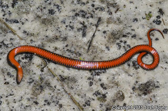 South Florida Swampsnake (Seminatrix pygaea cyclas)