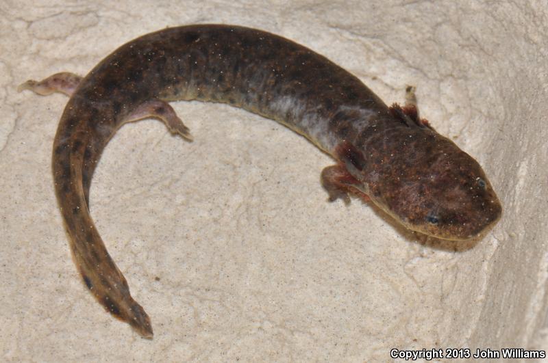 Gulf Coast Waterdog (Necturus beyeri)