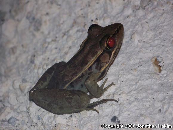 Brown's Leopard Frog (Lithobates brownorum)