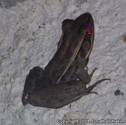 Brown's Leopard Frog (Lithobates brownorum)