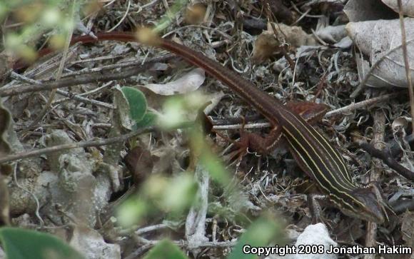 Narrowhead Yucatan Whiptail (Aspidoscelis angusticeps angusticeps)