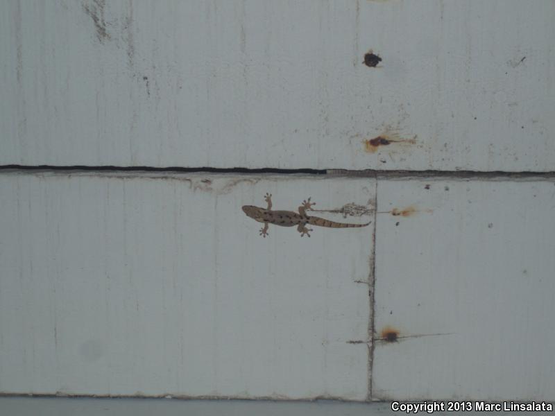 Mourning Gecko (Lepidodactylus lugubris)