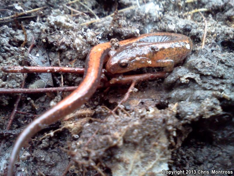 Webster's Salamander (Plethodon websteri)