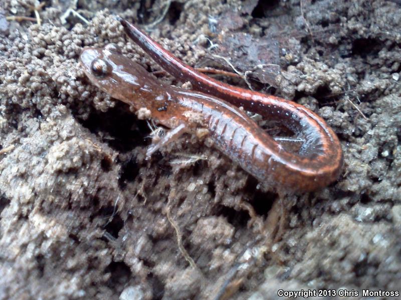 Webster's Salamander (Plethodon websteri)