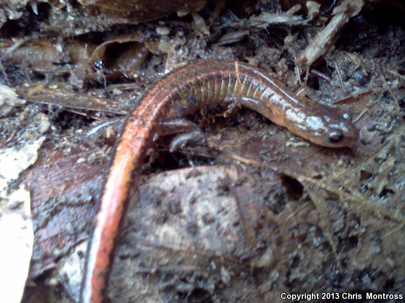 Webster's Salamander (Plethodon websteri)