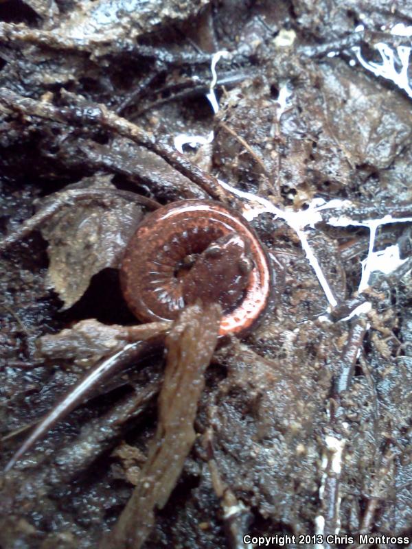 Webster's Salamander (Plethodon websteri)