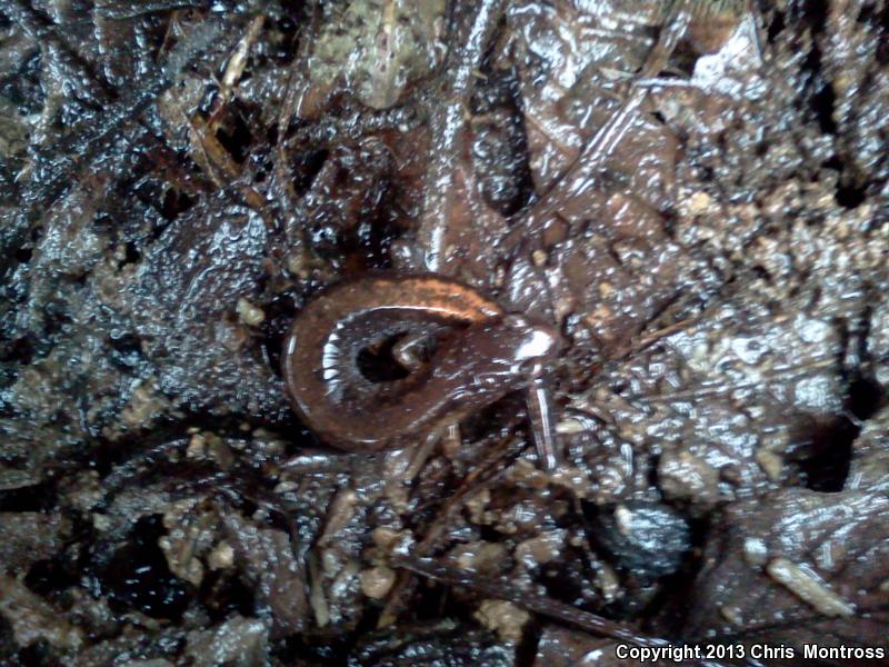 Webster's Salamander (Plethodon websteri)