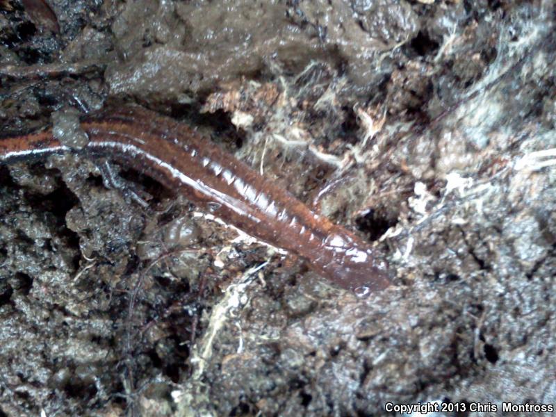 Webster's Salamander (Plethodon websteri)