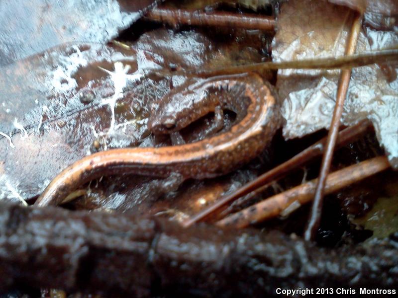 Webster's Salamander (Plethodon websteri)