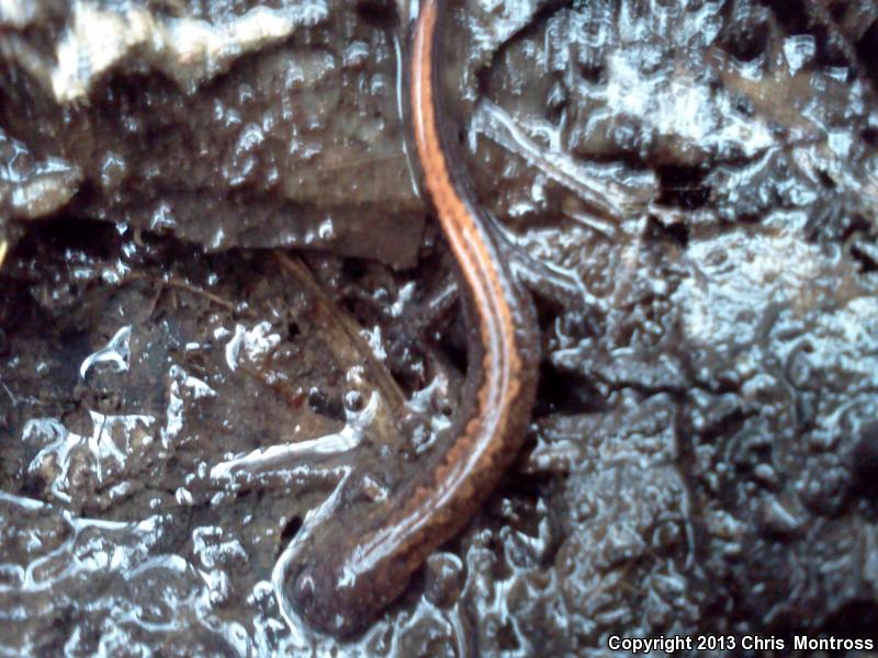 Webster's Salamander (Plethodon websteri)