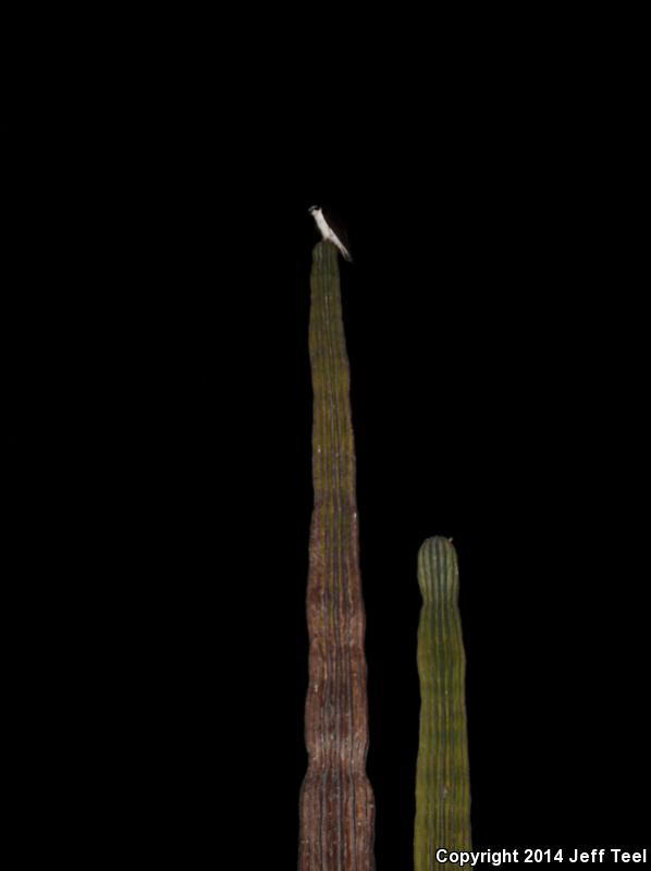 Spiny Chuckwalla (Sauromalus hispidus)