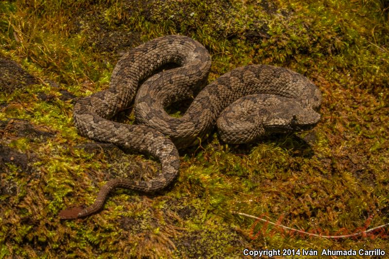 Mexican Horned Pitviper (Ophryacus undulatus)