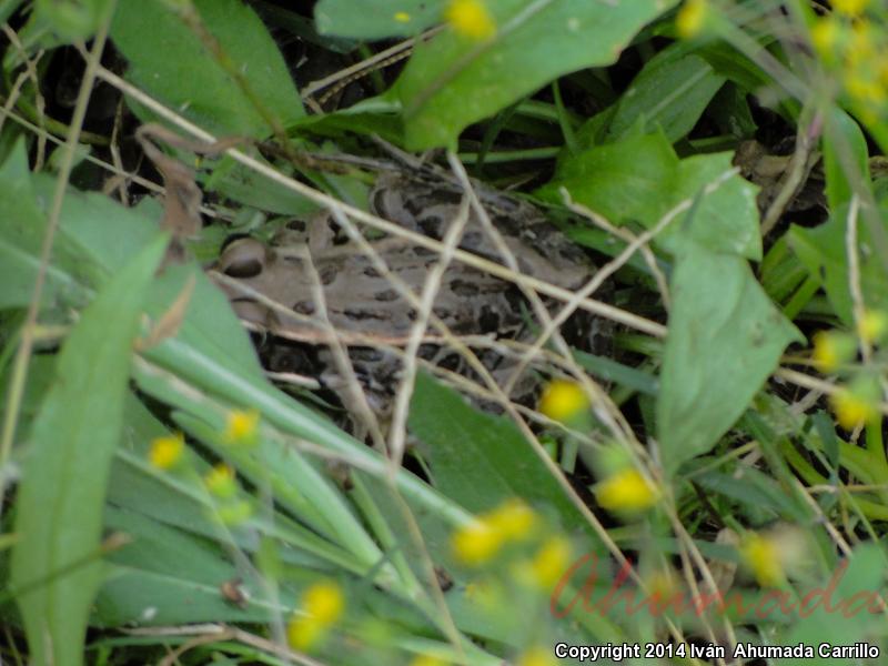 Transverse Volcanic Leopard Frog (Lithobates neovolcanicus)