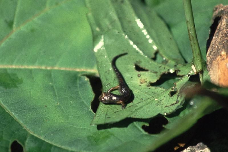 Southern Banana Salamander (Bolitoglossa occidentalis)