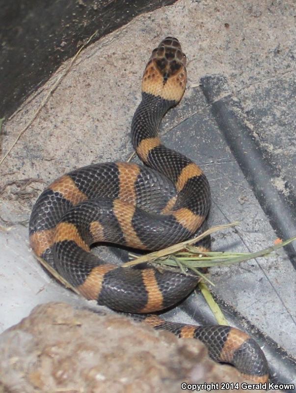 Northern Cat-eyed Snake (Leptodeira septentrionalis)