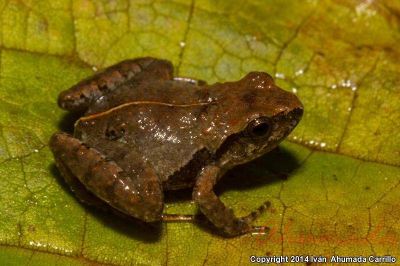 Pigmy Robber Frog (Craugastor pygmaeus)