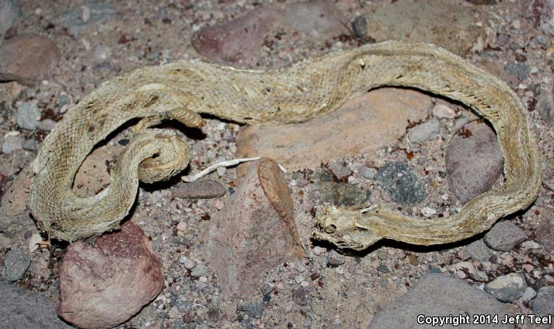 Angel Island Rattlesnake (Crotalus angelensis)