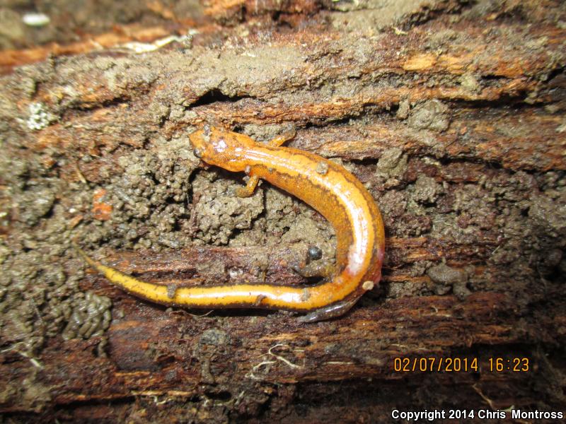 Webster's Salamander (Plethodon websteri)