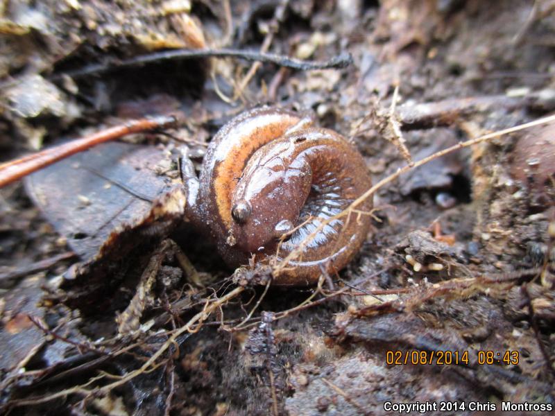 Webster's Salamander (Plethodon websteri)