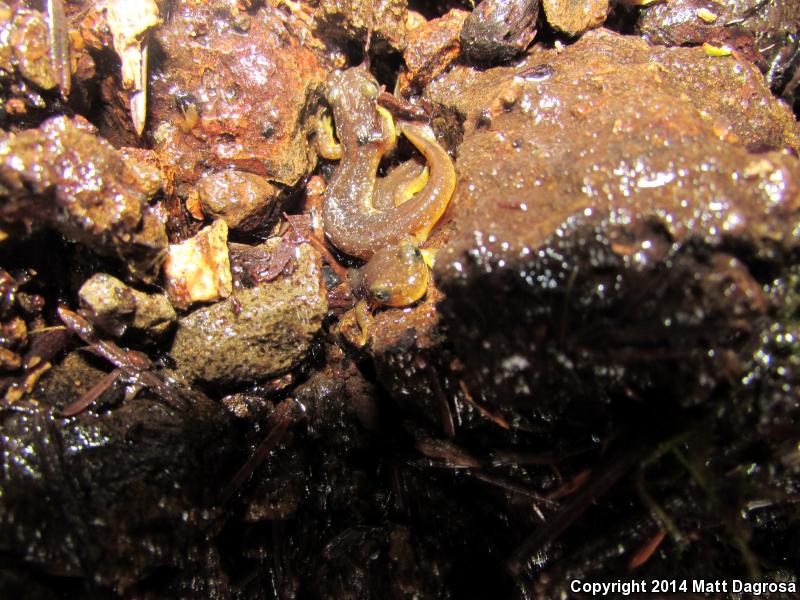 Columbia Torrent Salamander (Rhyacotriton kezeri)