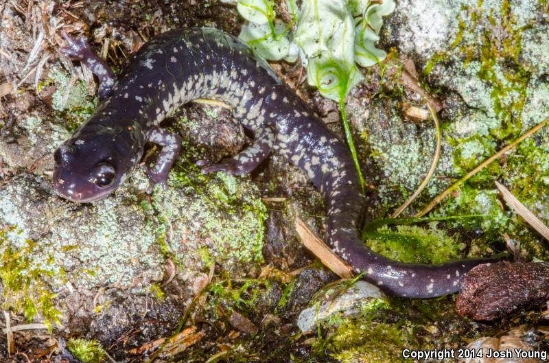 Ocmulgee Slimy Salamander (Plethodon ocmulgee)