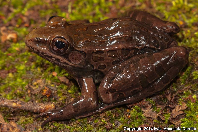 Transverse Volcanic Leopard Frog (Lithobates neovolcanicus)