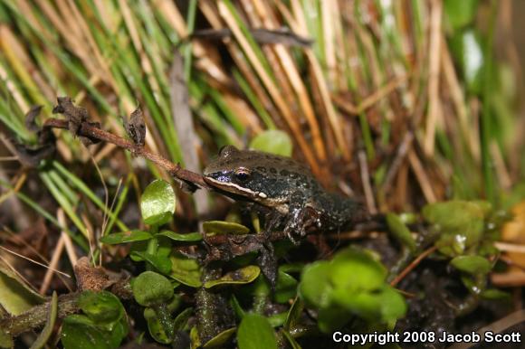 Southern Chorus Frog (Pseudacris nigrita nigrita)