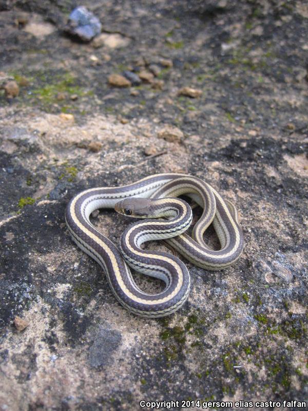 Baird's Patch-nosed Snake (Salvadora bairdi)