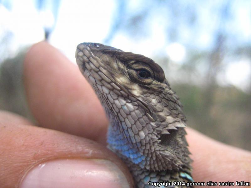 Torquate Lizard (Sceloporus torquatus)