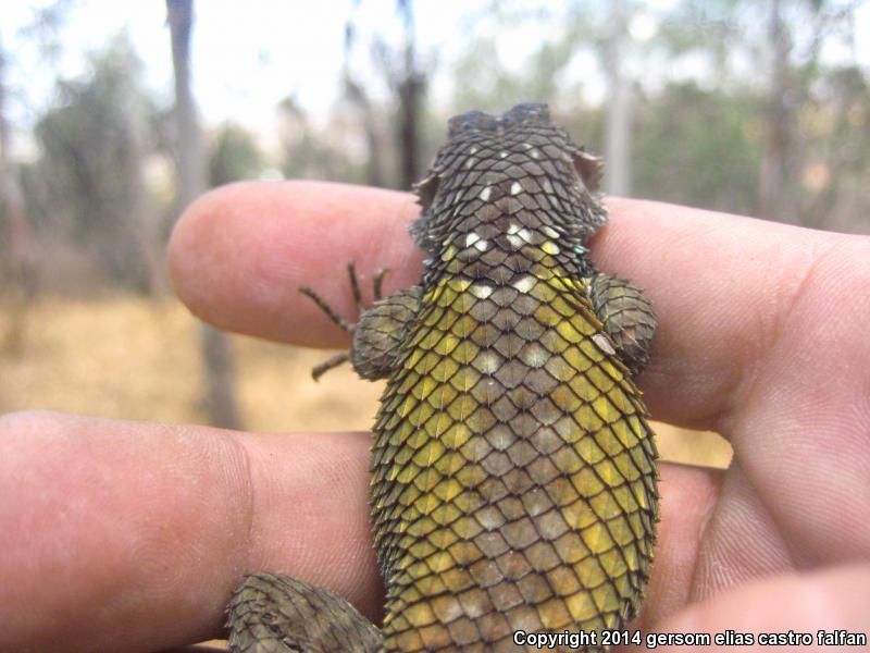 Torquate Lizard (Sceloporus torquatus)