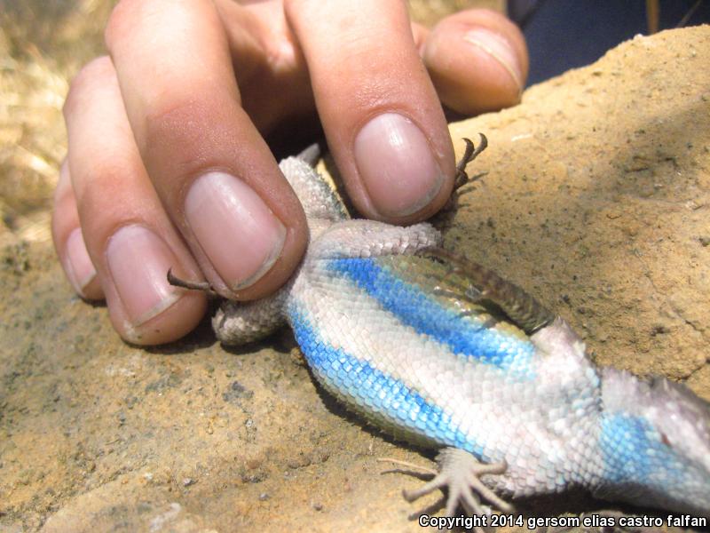 Torquate Lizard (Sceloporus torquatus)