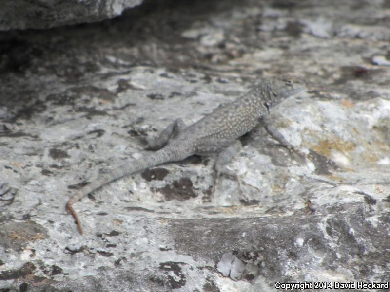 Merriam's Canyon Lizard (Sceloporus merriami merriami)